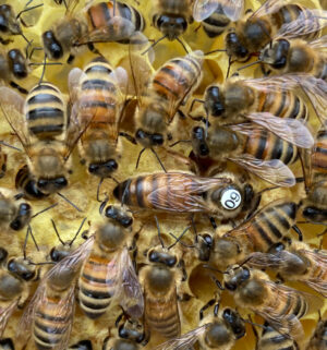 Buckfast Bienenkönigin