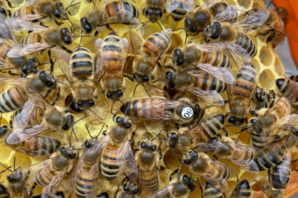 Buckfast Bienenkönigin