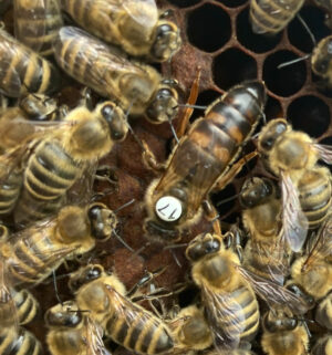 Carnica Bienenkönigin
