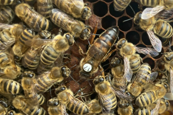 Carnica Bienenkönigin
