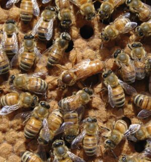 Bienenköniginnen